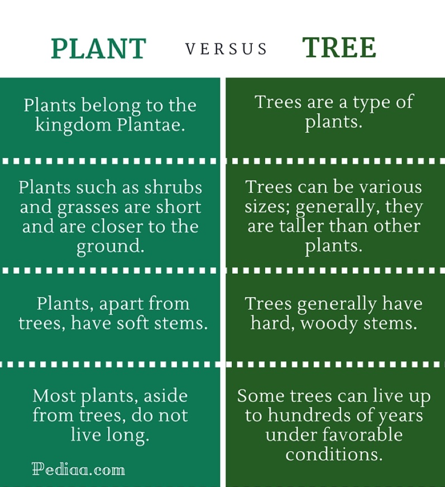 Plant vs Tree